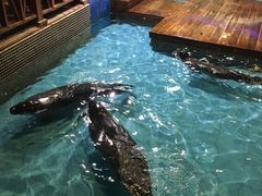 -锦艺城海洋馆
