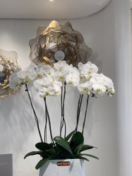 -YESIDO椰岛美容