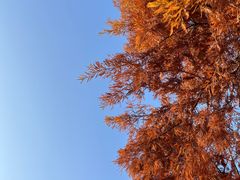 -春花秋色城市公园