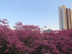 -清湖文化公园