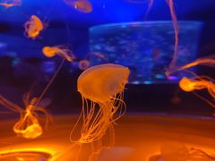-上海海昌海洋公园