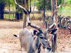 -清迈夜间动物园