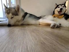 -Husky Go! 哈士奇体验馆·宠物咖啡厅狗咖