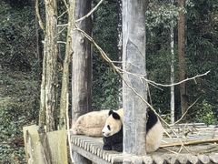 -中国大熊猫保护研究中心雅安碧峰峡基地