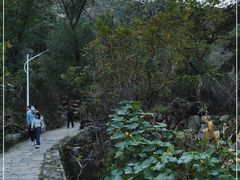 -大岭沟猕猴桃谷风景区