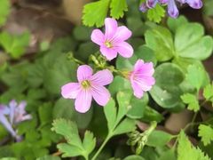 -上海佘山国家森林公园天马山园