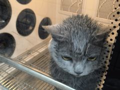 -瑞派宠物医院·犬猫全科·猫友好(宾水西道店)