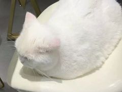 -飞行喵MR PILOT|猫舍·猫咖(静安大融城店)