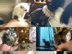 -楼上猫咖(罗湖店)
