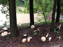 -上海海湾国家森林公园