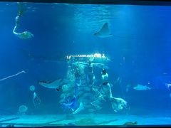 -烟台海昌鲸鲨海洋公园