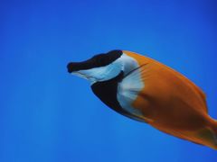 -上海海洋水族馆