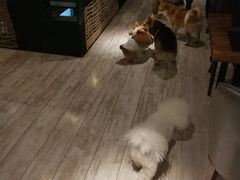 -百好乐宠物友好餐厅(朝外大街店)