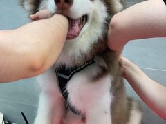 -宠福鑫康馨动物医院·骨科·眼科