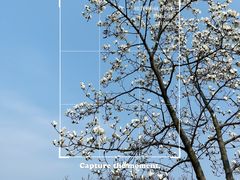 -梅花山(明孝陵内)