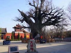 -大槐树寻根祭祖园