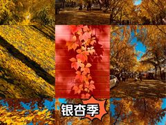 -三里屯东五街银杏大道
