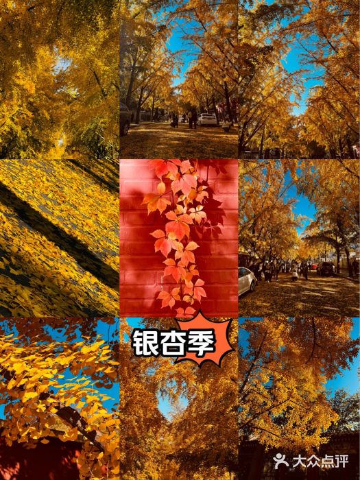 三里屯东五街银杏大道图片