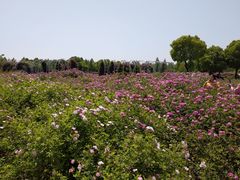 -尚贤河湿地