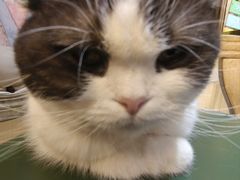 -猫小院猫主题餐厅(南锣旗舰店)