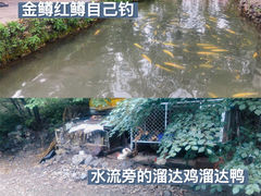 -可心烤鱼