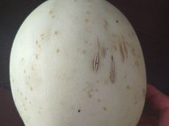 南汇玉菇甜瓜-盒马鲜生(杨高南路店)