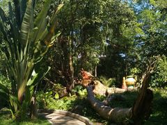 -瑞丽独树成林风景区