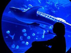 -烟台海昌鲸鲨海洋公园