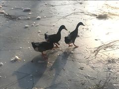 -黄村公园
