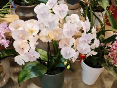 -双季花艺园艺市场(浦东店)