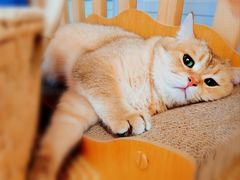 -柴迷FANS CLUB·柴犬狗咖·猫咖