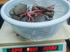 -金螃蟹