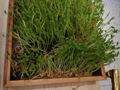 -椰子营·椰子鸡火锅(万象里店)