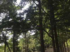 -阳台山自然风景区