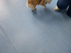 -博特宠物医院24h犬猫全科.骨科·异宠