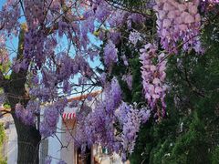-八大关景区
