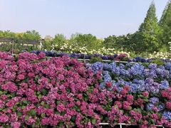 -苏州上方山国家森林公园