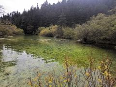 -黄龙山原始森林景区