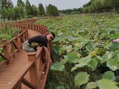 -洪湖生态旅游区