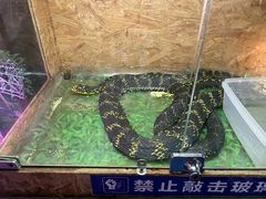 -西双版纳原始森林公园