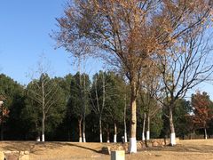 -盘龙城国家考古遗址公园