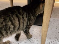 -喵园·猫主题咖啡厅·撸猫·猫咖(国贸店)