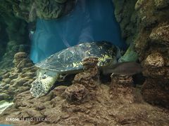 -上海海洋水族馆