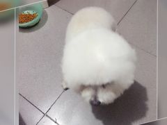 -宠爱有家宠物店(环镇北路店)