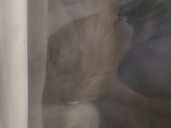 -瑞鹏宠物医院·宠保定点·心脏科·内科(御桥分院)