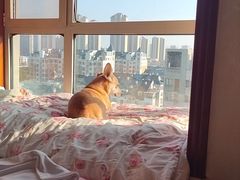 -瑞派福兴宠物医院犬猫全科·骨科·中西医结合(河东店)
