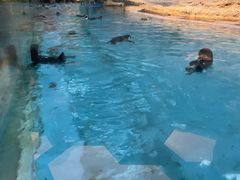 -帝企鹅自助餐厅•儿童岛•真企鹅(长隆企鹅酒店)