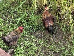 -高荡千年布依古寨旅游景区