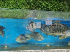 -宝燕海鲜(好爱店)