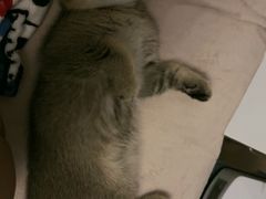 -艾吉宠物医院·疑难杂症转诊中心·猫友好(碧江路院)